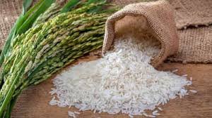 Rice